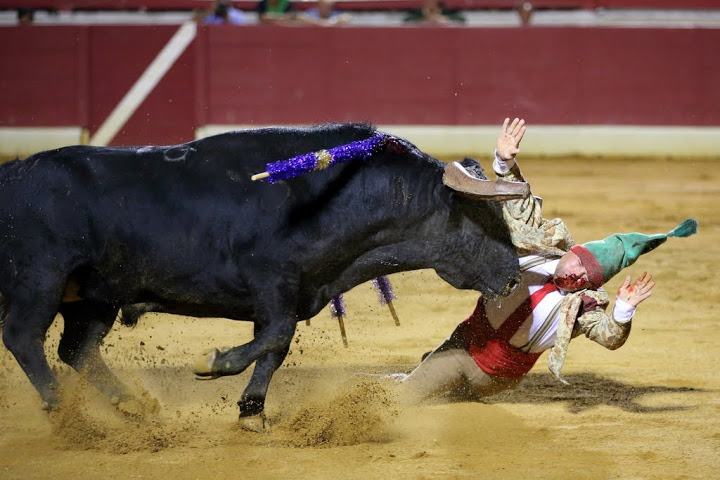 1° toro Sonia Matias 2013©William LUCAS (10)