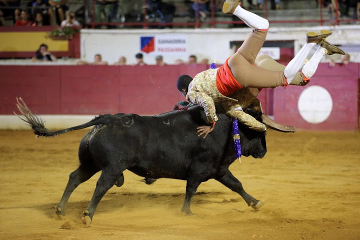 1° toro Sonia Matias 2013©William LUCAS (12)