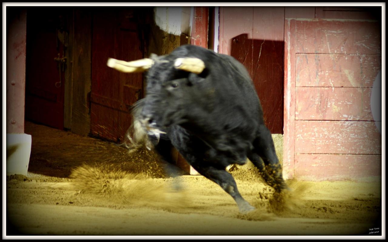 CORIDA_PORTUGAISE_VIEUX_BOUCAU_29_JUILLET_2013_114
