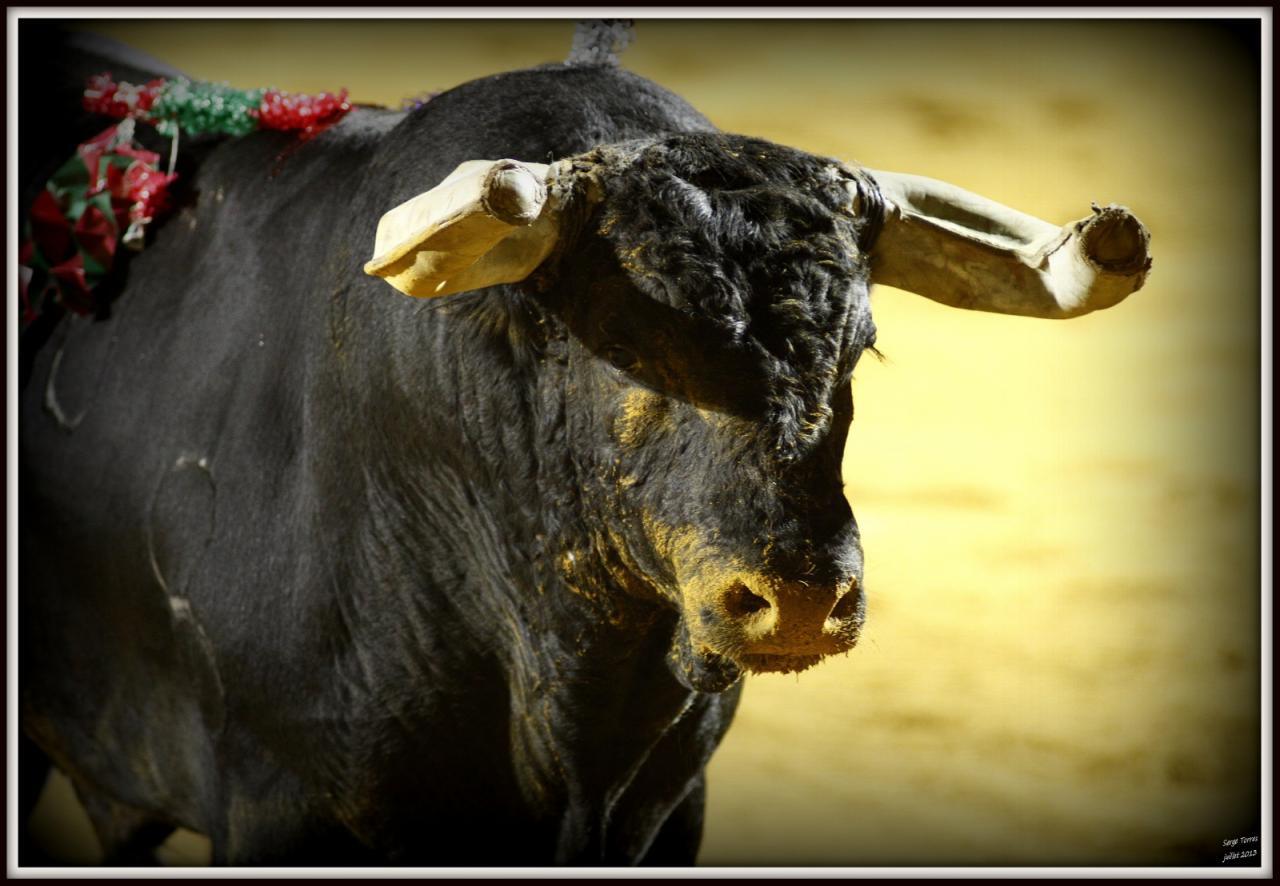 CORIDA_PORTUGAISE_VIEUX_BOUCAU_29_JUILLET_2013_226