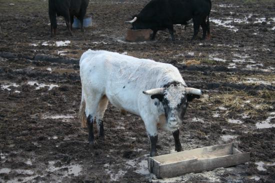 Toro de Tardieu ; ensabanado y botinero