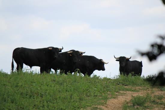 Les Toros de l'Astarac