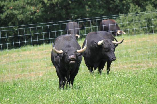 Les Toros de l'Astarac
