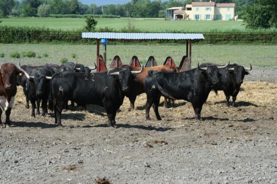 Les Toros de VIRGEN MARIA