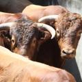 Toro de MACUA dans les corrales de Vieux Boucau