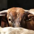 Le regard du Toro !