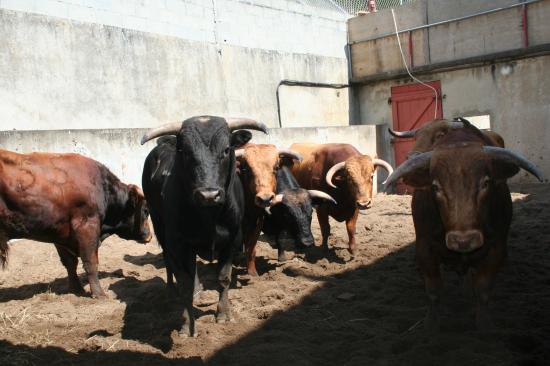 Dans les corrales. Novillos de M.F MARTIN TABERNERO