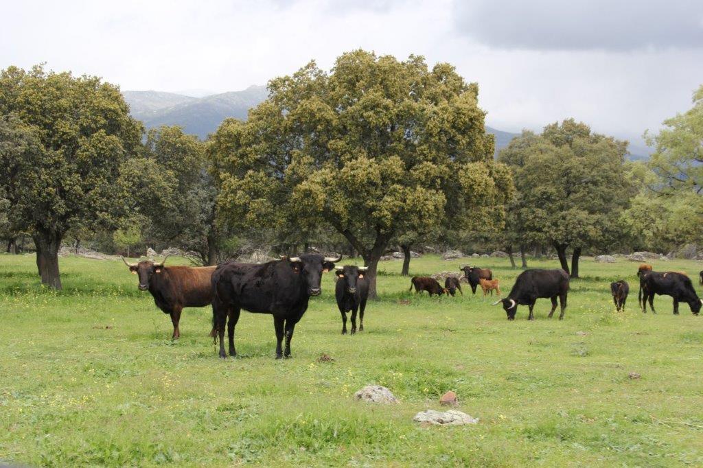 LE CAMPO