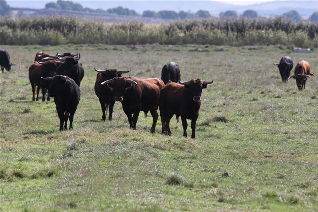 TOROS DE  SANTAFE MARTON