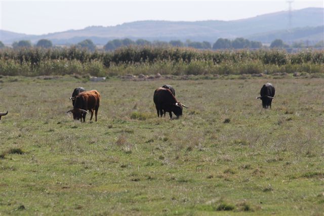 TOROS DE  SANTAFE MARTON