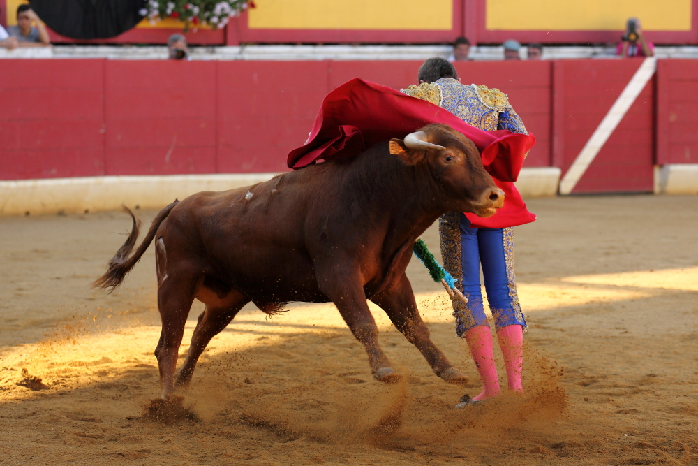 NOVILLADA
