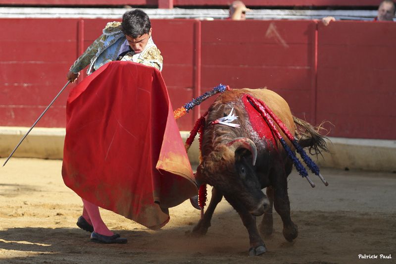 2013- NOVILLADA